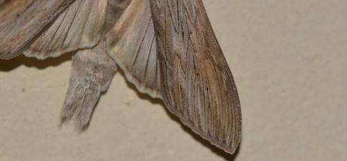 Cucullia umbratica